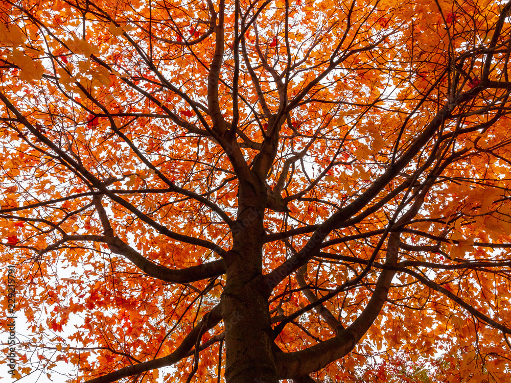 Beautiful autumn landscape. Crown yellow-orange maple sunny day. Background Texture
