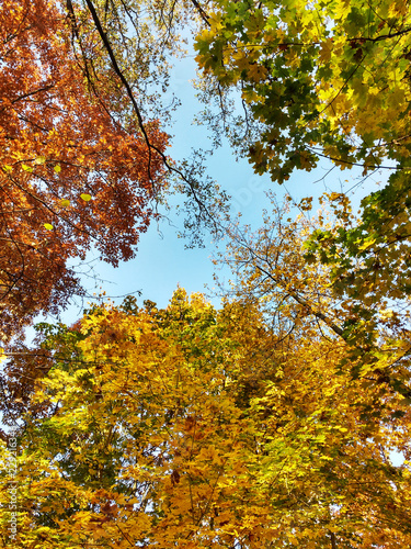 Autumn forest. Beautiful autumn leaves against a blue sky,
