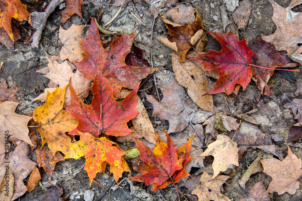 colorful and dry autumn maple leaves on the ground in dirt colorful and dry autumn maple leaves on the ground in dirt