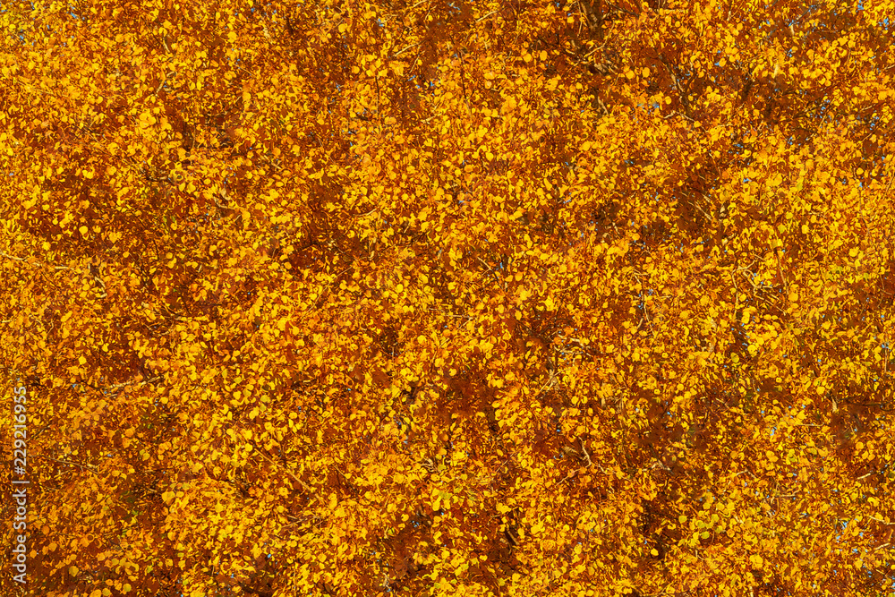Autumn background - yellow-orange crown of tree, texture Autumn background - yellow-orange crown of tree, texture