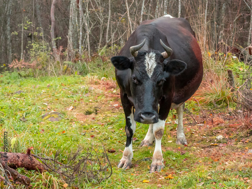 Strayed black cow wandered into the forest Strayed black cow wandered into the forest
