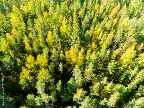 Aerial view of a green forest. Beautiful landscape. Clouds over the green forest. Aerial bird's eye trees. Aerial top view forest. Texture of forest view from above. Top view