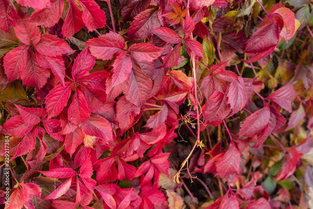 Bright red leaves of wild grapes. Bright paints of fall Bright red leaves of wild grapes. Bright paints of fall