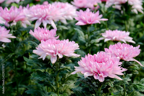 Beautiful pink chrysanthemum