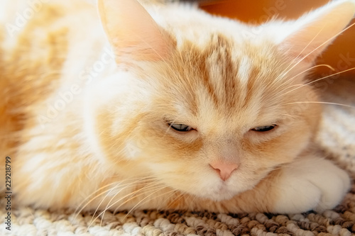 Cute cream tabby cat rests his head on paw, close up