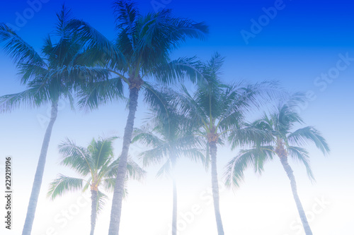 Fototapeta Naklejka Na Ścianę i Meble -  Palm Trees