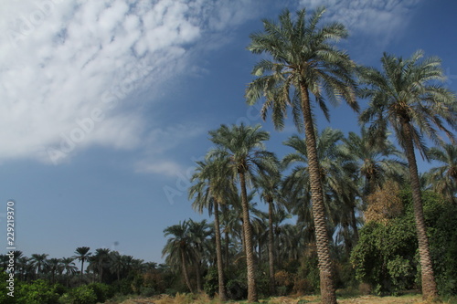palm jungle