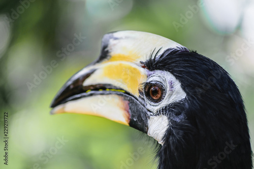 Portrait of colorful great hornbill bird in green foliage background