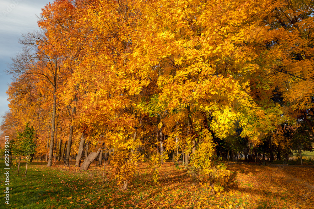 The golden autumn