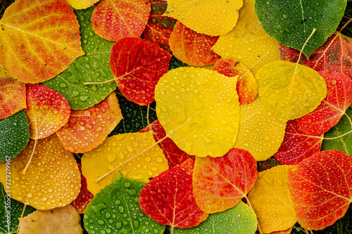 Colorful Aspen tree leaves on ground with water drops