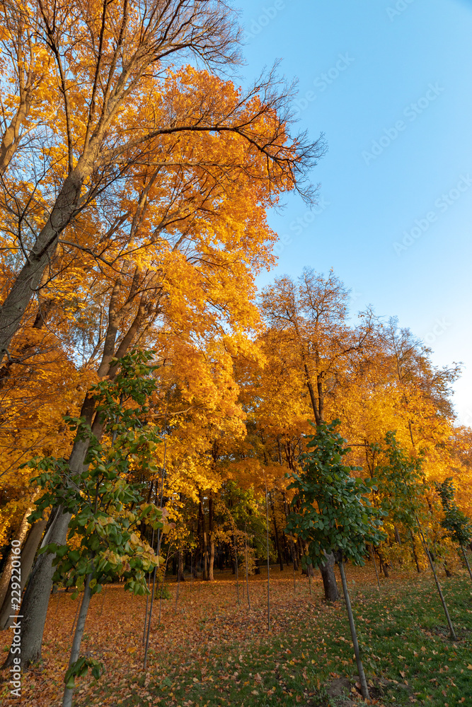 The golden autumn
