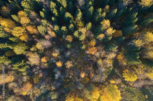 Autumn forest with a road. High-altitude shooting from a drone.