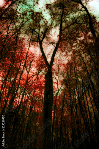 Abstract Surreal Forest Strange Tree Vertical