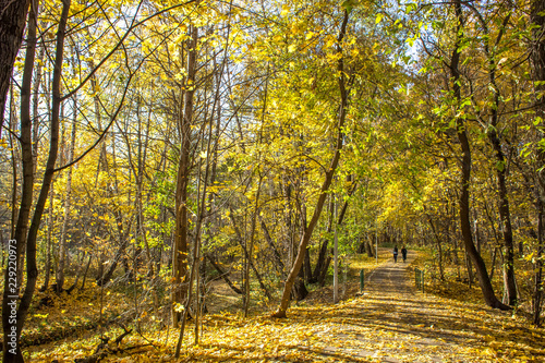 Photography Warm autumn day in the park