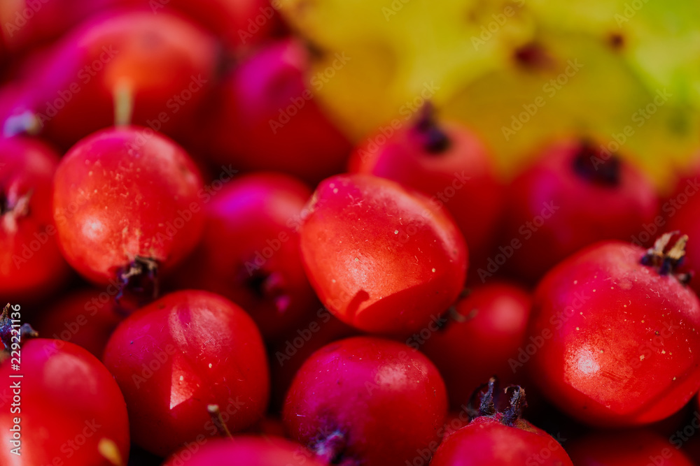 Hawthorn berries with natural light. Close up Hawthorn berries with natural light. Close up