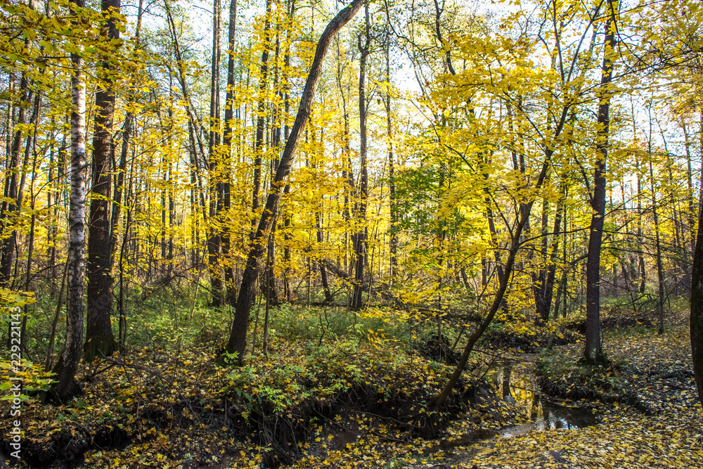 Fototapeta premium Warm autumn day in the park