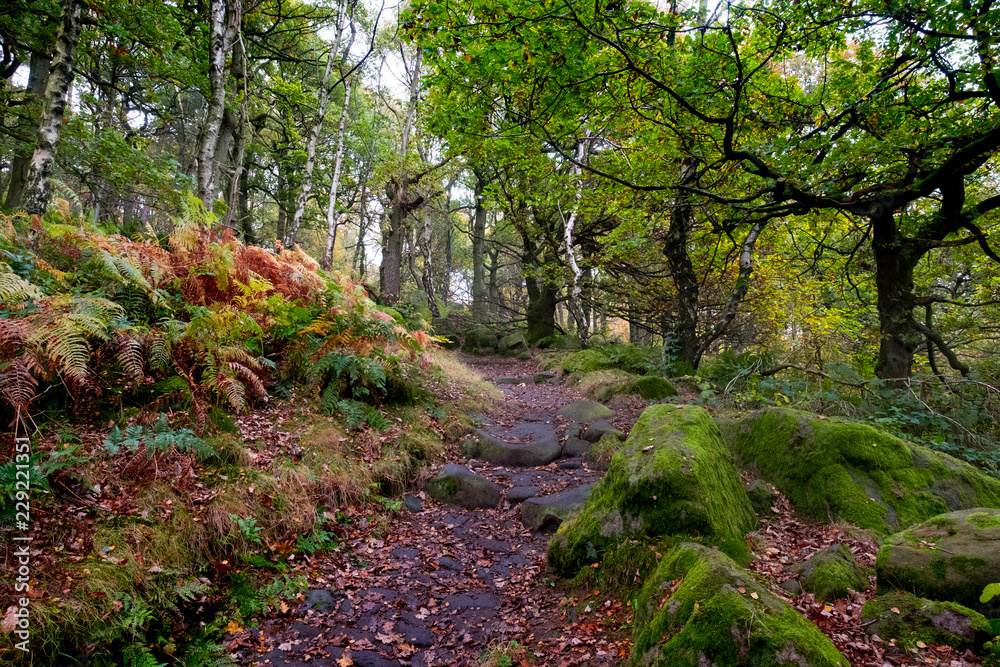 Fototapeta premium Padley Gorge