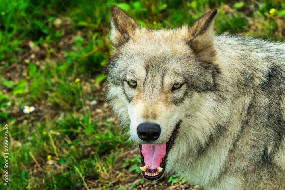 Gray Timber Western Wolf