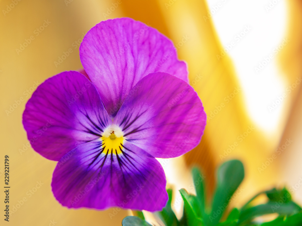 Viola flower close-up