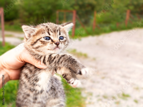 A cute little kitten in a human hand