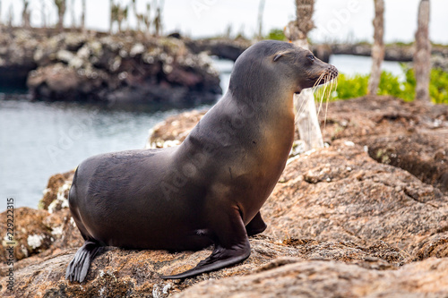 Otarie des Galapagos dans la nature en Equateur