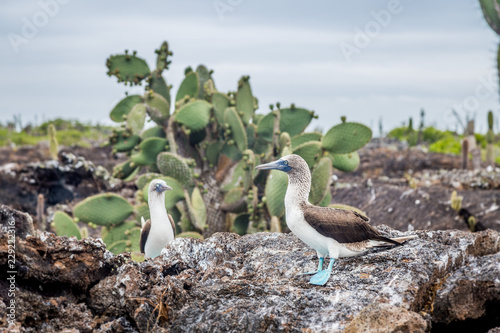 Fous aux pieds bleus   les de l archipel des Galapagos Equateur  