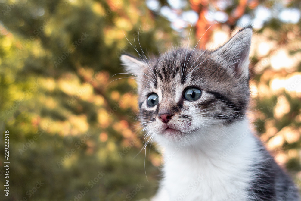 Portrait of a cute little kitten close-up, outdoor