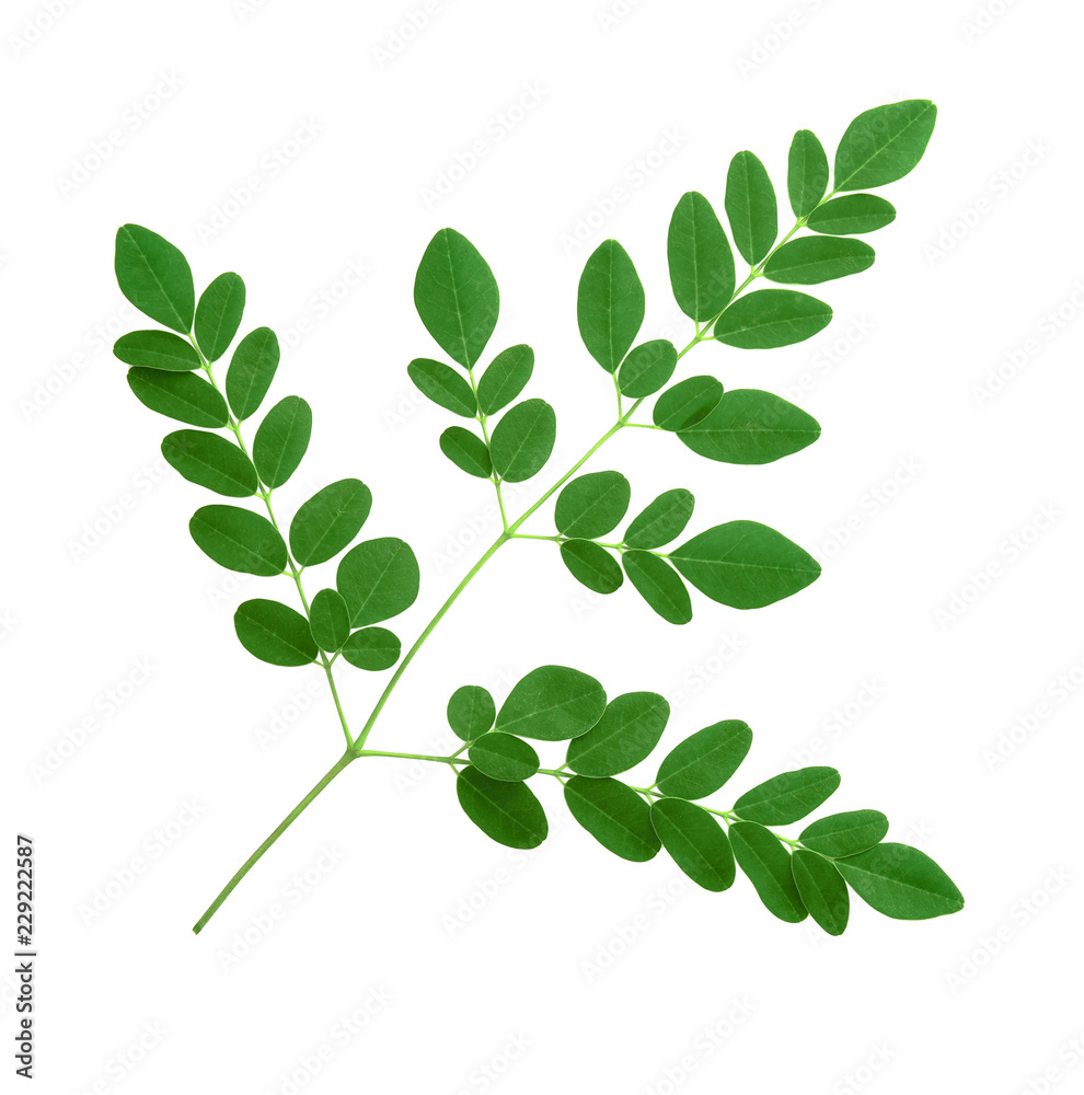 moringa leaves isolated on white background