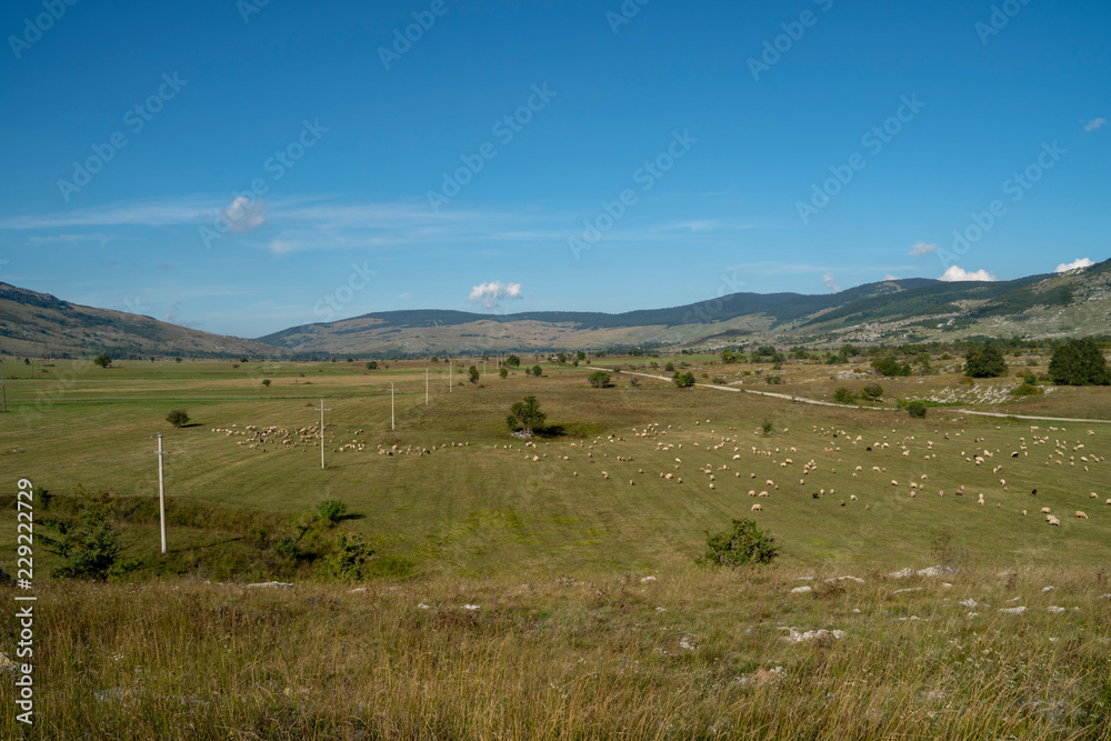 Hochebene im ländlichen Kroatien mit Schafen auf der Weide Hochebene im ländlichen Kroatien mit Schafen auf der Weide