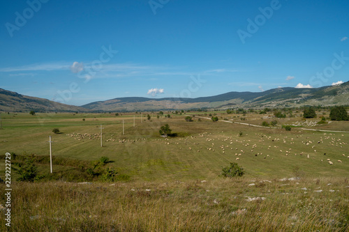 Hochebene im ländlichen Kroatien mit Schafen auf der Weide