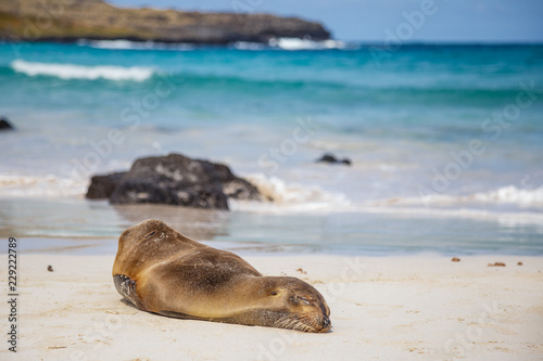 Otarie sur le sable blanc plage Galapagos Equateur