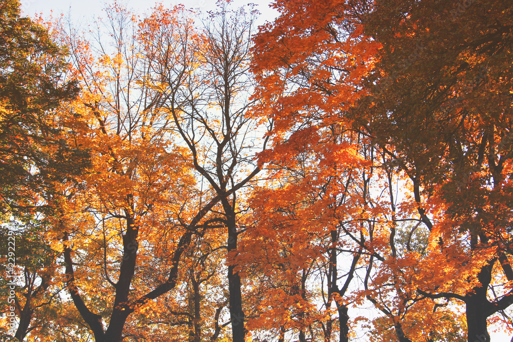 Autumn. Yellow trees