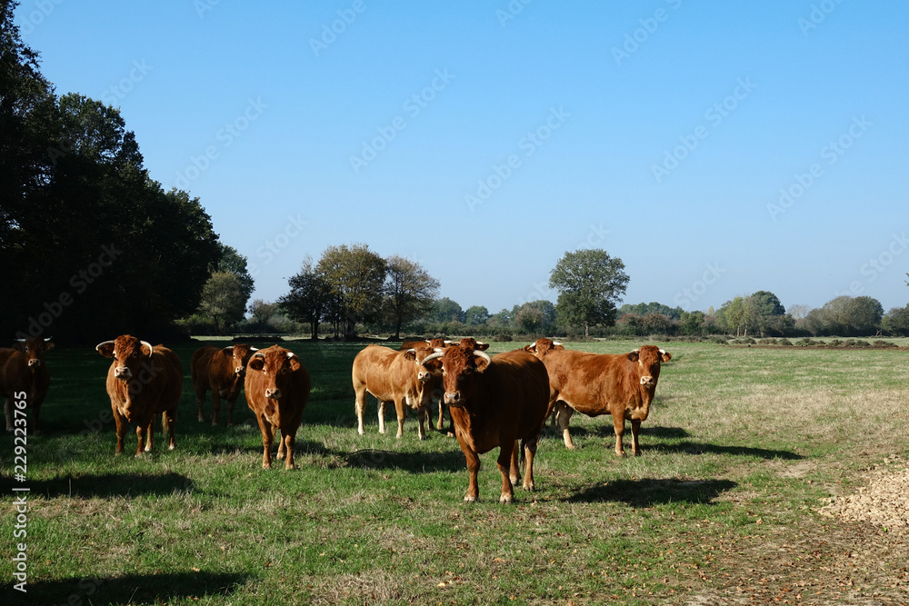 vaches bovines dans un pré