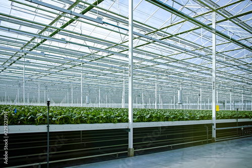 Agriculture in Netherlands, huge greenhouse with rows of growing chinese cabbage Bok choy, pak choi or pok choi