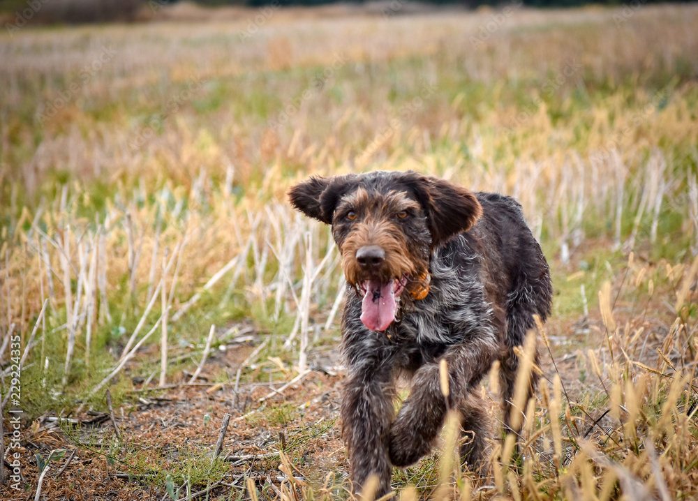 A process of hunting during hunting season, process of quail hunting, drathaar, german wirehaired pointer dog.