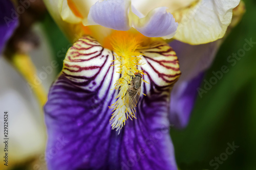 Fototapeta Naklejka Na Ścianę i Meble -  Lila Iris, Schwertlilie, Iris germanica