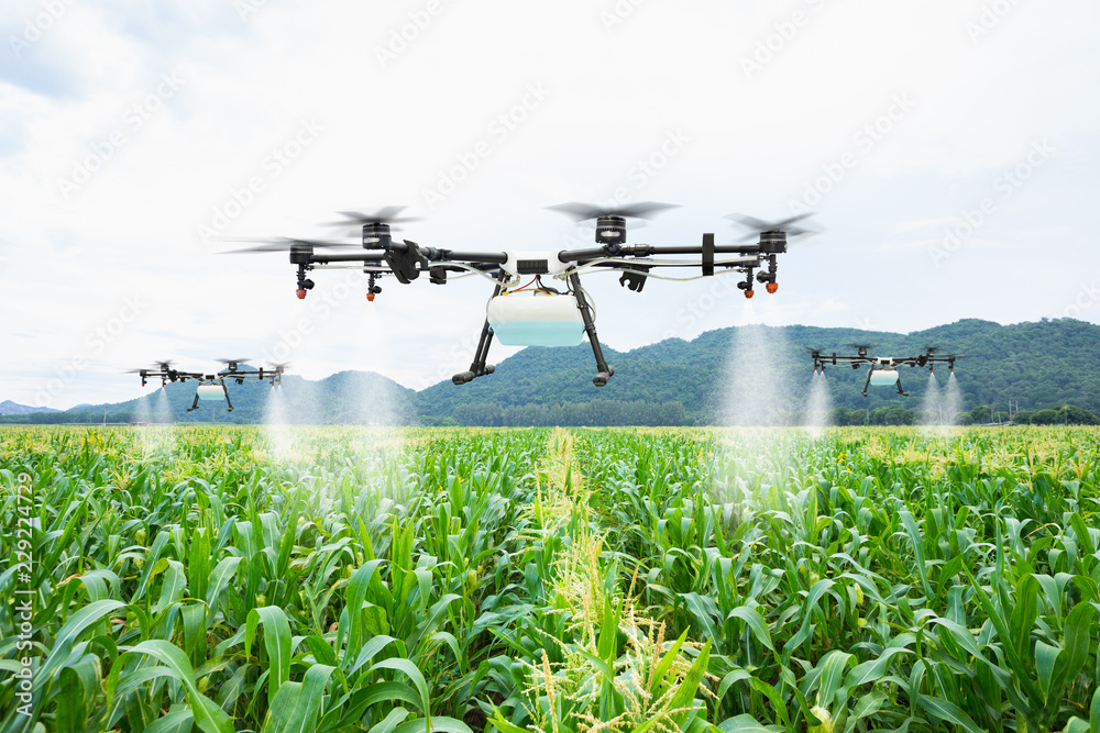 Agriculture drone fly to sprayed fertilizer on the sweet corn fields - obrazy, fototapety, plakaty 