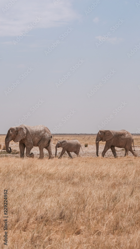 Elefantenfamilie Namibia, Etosha, hochkant