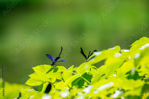 Banded demoiselle dragonfly, a.k.a. Calopteryx Virgo, close-up shot against natural green background, beautiful bokeh, sunny springtime day near Blue Eye spring in Albania. Selective focus