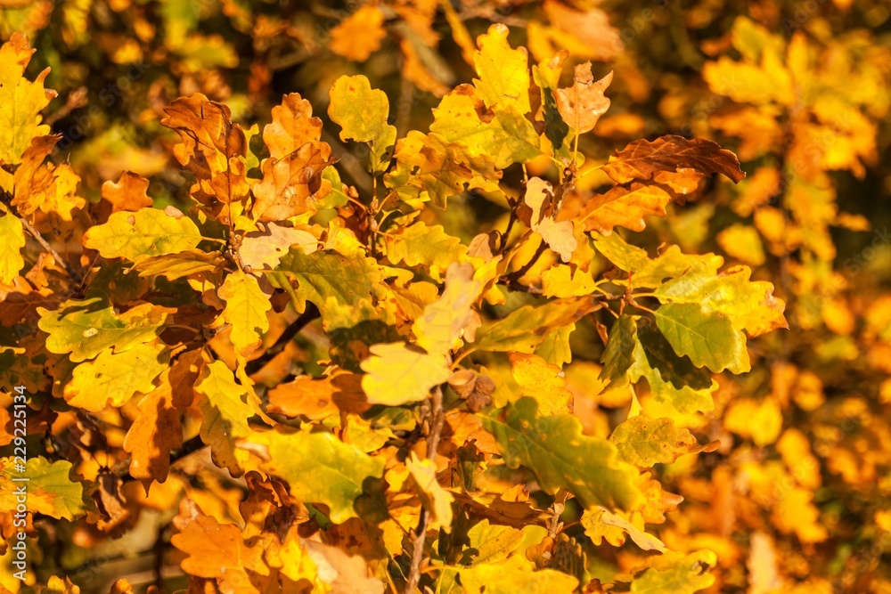 Autumn Colorful Oak Leaves in beautiful light. Evening autumn light. Autumn in the woods.