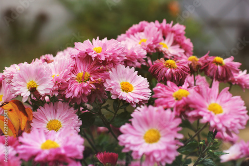 Pink chrysanthemums in the fall