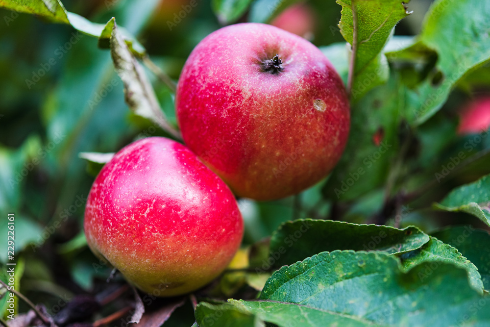 Knallrote Äpfel im Herbst Knallrote Äpfel im Herbst