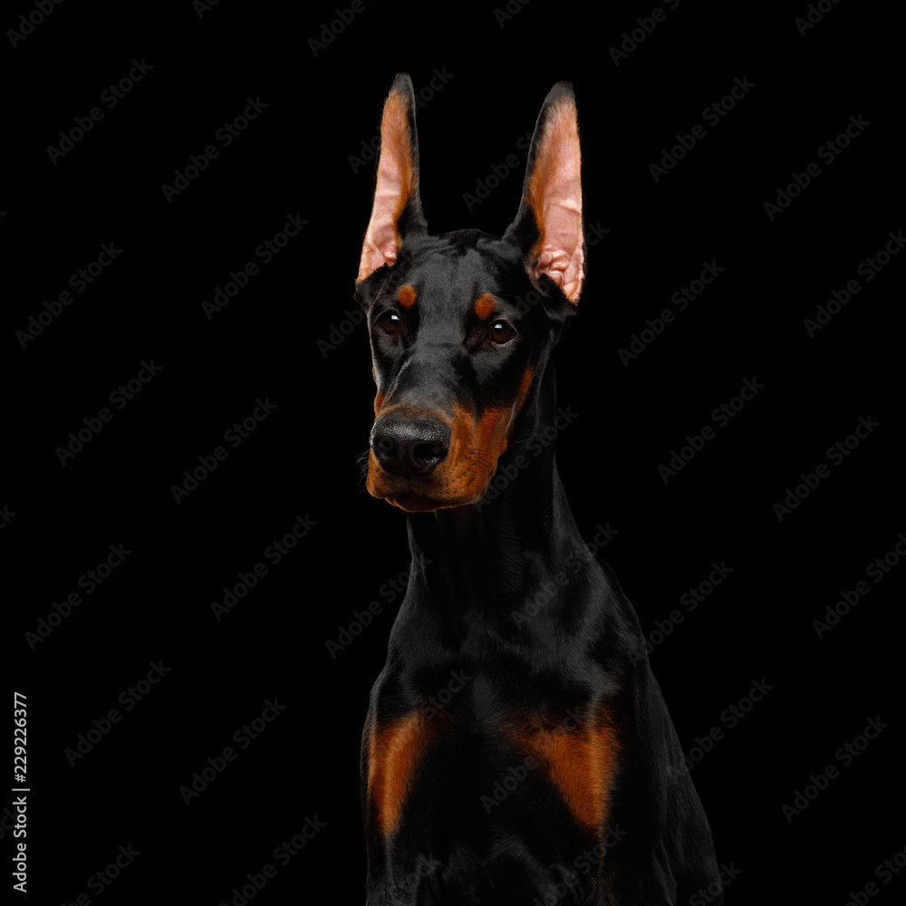Serious Portrait of Doberman purebred Dog, obidient wait., isolated Black background