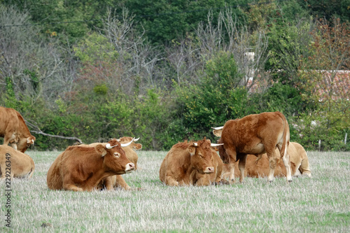 vaches limousines au repos