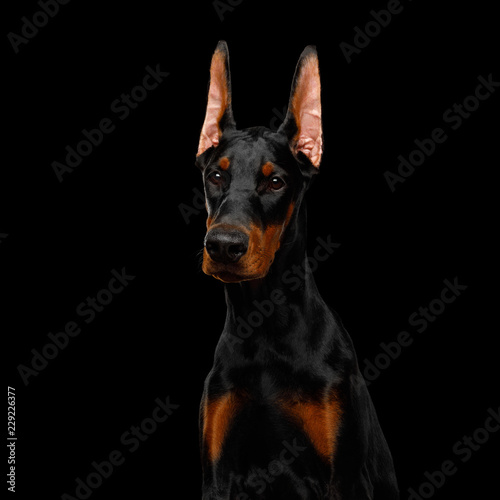 Serious Portrait of Doberman purebred Dog, obidient wait., isolated Black background