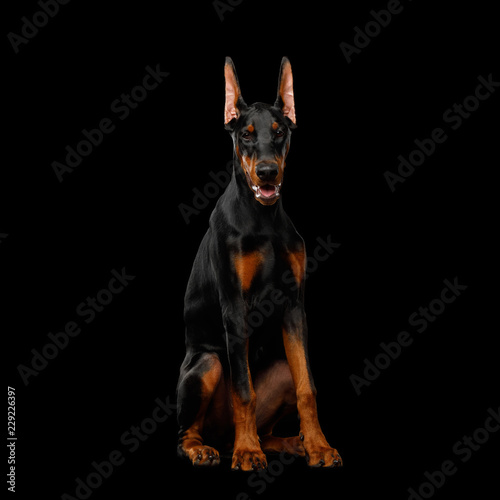 Fototapeta Naklejka Na Ścianę i Meble -  Doberman Dog, Obidient sitting and Looking in Camera., isolated Black background, front view