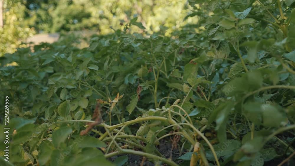 Cleaning of fresh organic potatoes in the field, farmers harvesting potatoes from the soil. Cleaning of fresh organic potatoes in the field, farmers harvesting potatoes from the soil.