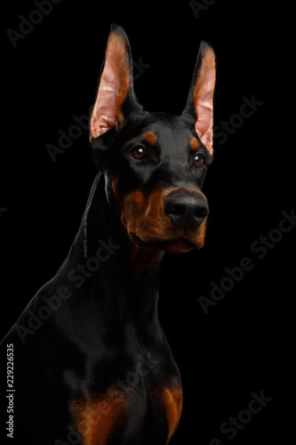 Serious Portrait of Doberman purebred Dog  obidient Looking up.  isolated Black background