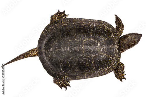 Central Asian tortoise, lat. Emys orbicularis, isolated on white background