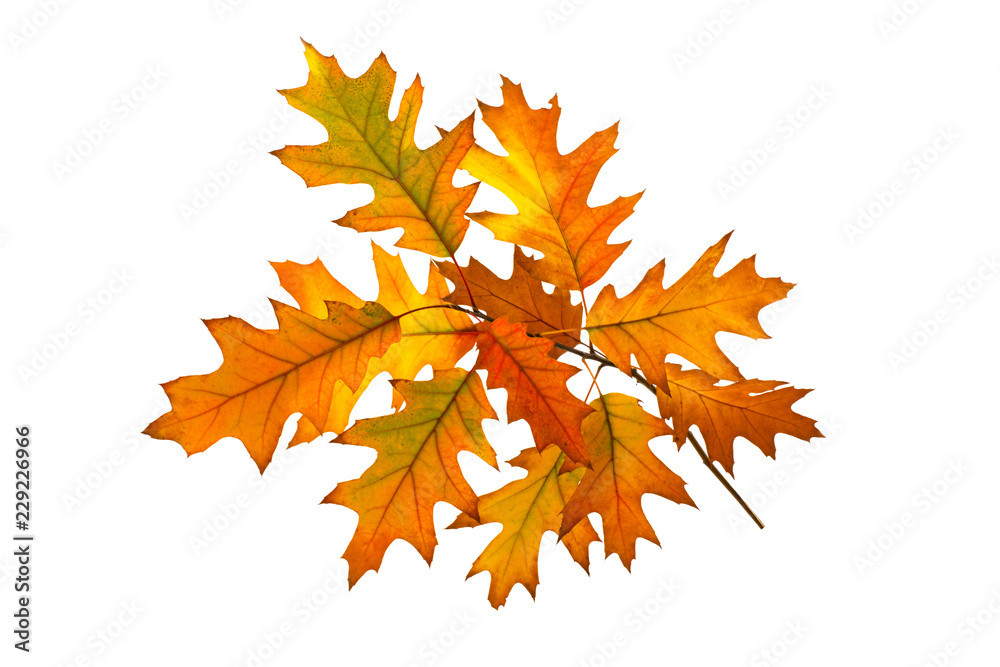 yellow leaves isolated on white background yellow leaves isolated on white background